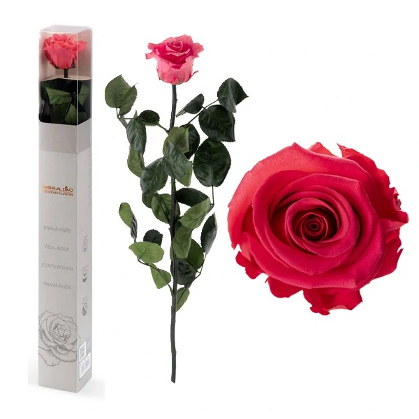 STABILIZOVANÁ RŮŽE BALENÁ TMAVĚ RŮŽOVÁ