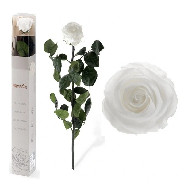 STABILIZOVANÁ RŮŽE BALENÁ BÍLÁ