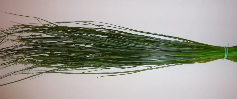 Bear Grass - medvědí tráva