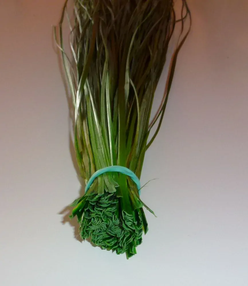 Bear Grass - medvědí tráva