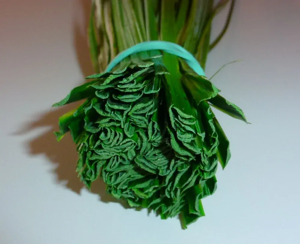 Bear Grass - medvědí tráva