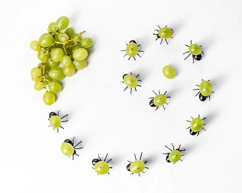 Párty napichovátka mravenci 12ks