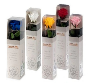 Stabilizovaná růže balená MINI