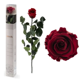 STABILIZOVANÁ RŮŽE BALENÁ TMAVĚ ČERVENÁ
