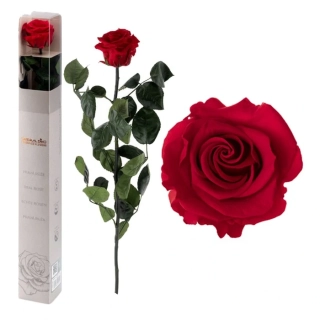 STABILIZOVANÁ RŮŽE BALENÁ ČERVENÁ