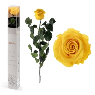 STABILIZOVANÁ RŮŽE BALENÁ ŽLUTÁ