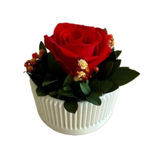 Aranž stabilizovaná růže Anna